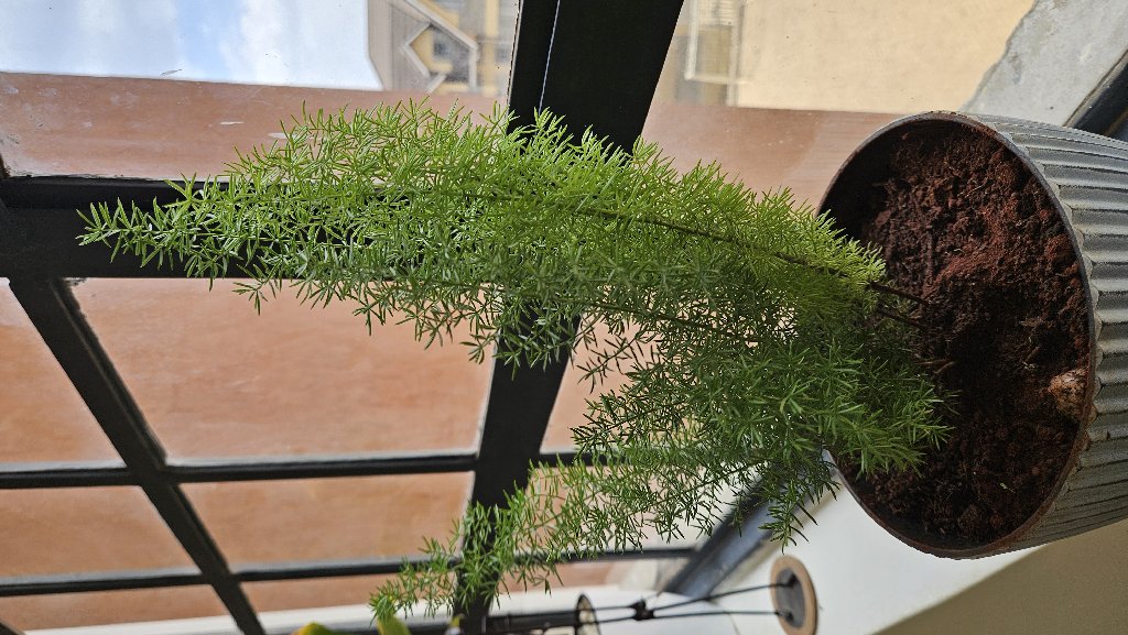 Asparagus Fern cared for by David M.