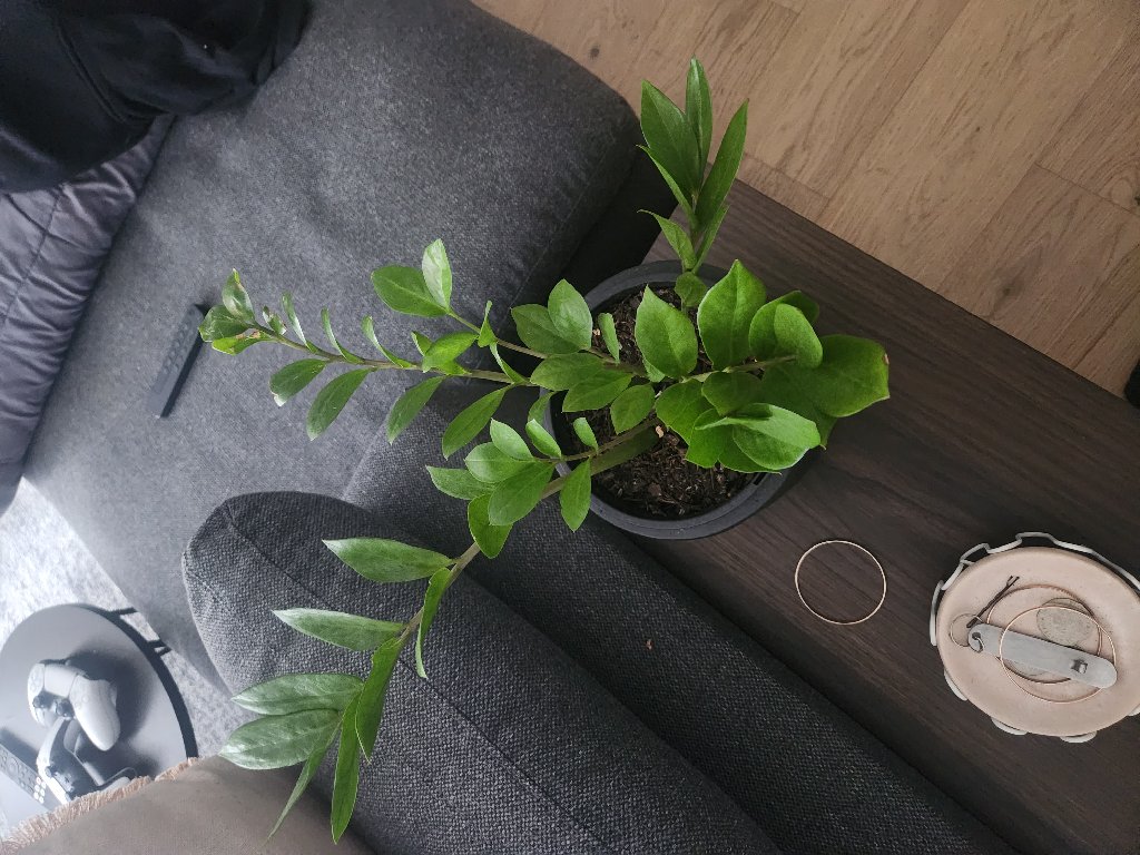 ZZ Plant cared for by Arthur P.