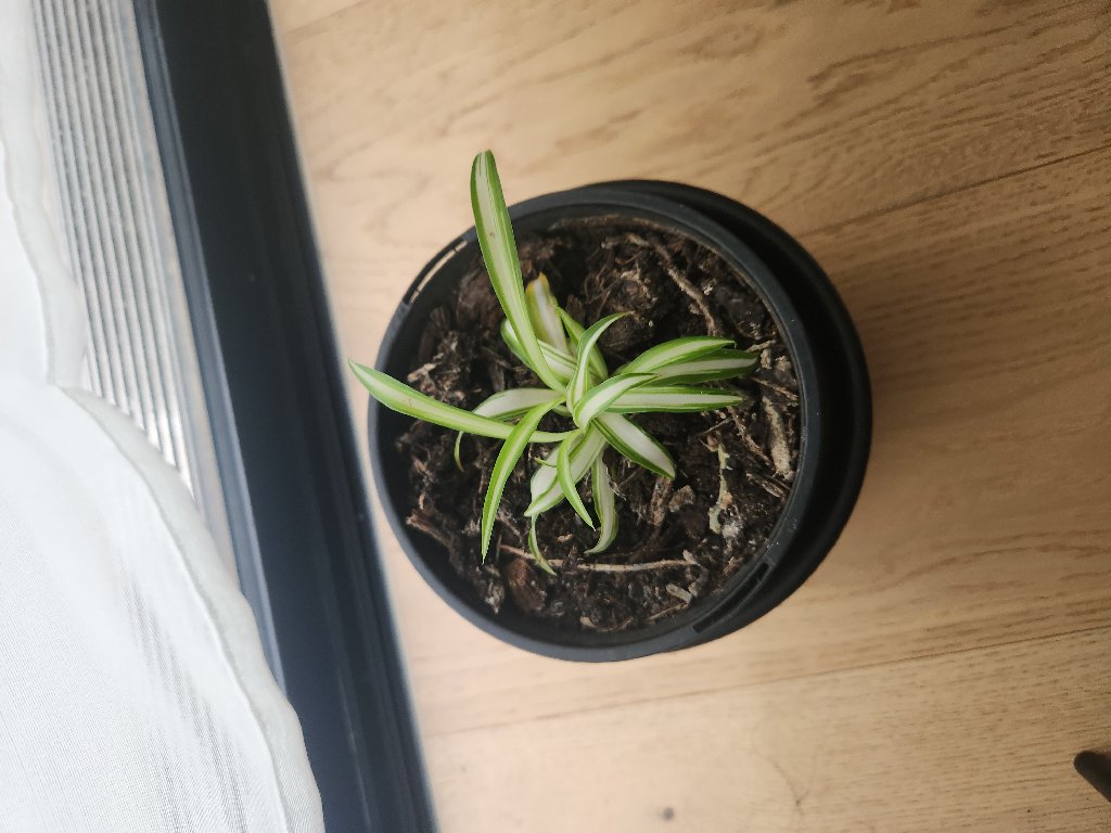 Spider Plant cared for by Arthur P.